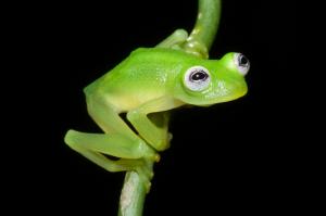 Image: Brian Kubicki, Costa Rican Amphibian Research Centre